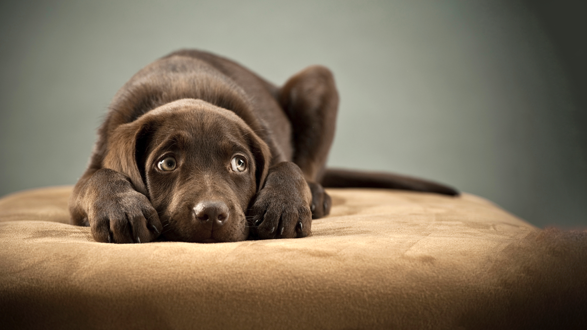 Anxious chocolate Labrador puppy resting with its head between its paws